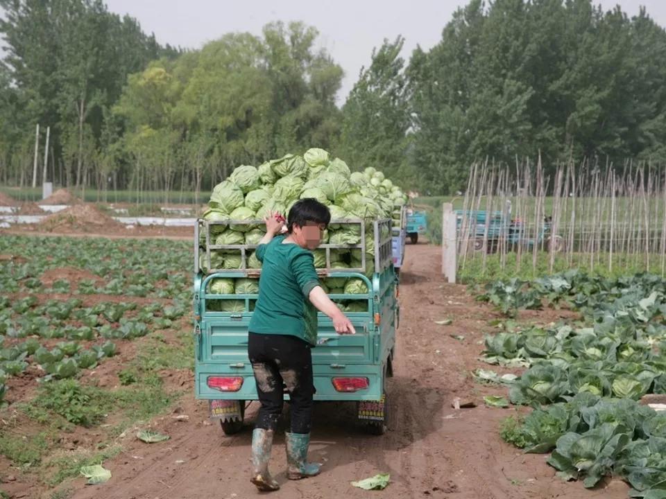 通海甘蓝最新收购价格,通海甘蓝最新收购价格，市场动态与影响因素分析